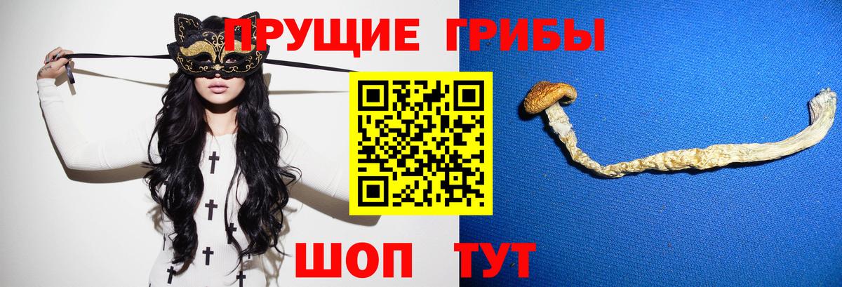 Псилоцибиновые грибы Psilocybine cubensis Зима