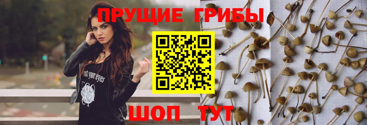 Галлюциногенные грибы Psilocybine cubensis  Вход с VPN  Зима 